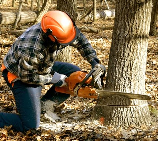 Tree Removal in Lostant, IL